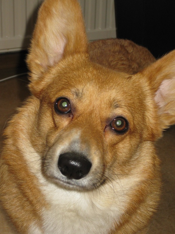 Kaya